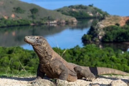 Privat Sailing 3D-2N Labuan Bajo